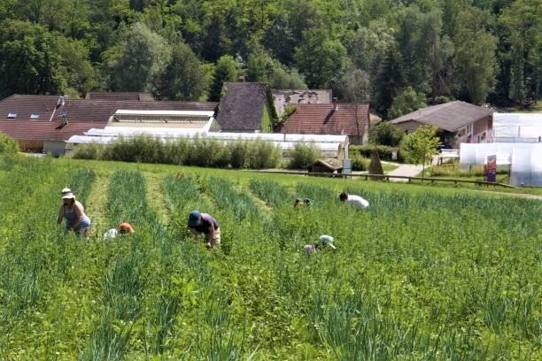 Ferme de chosal 3